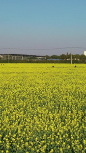 上海庄行菜花节春暖花开视频