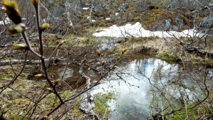 冬日植被冰川的溪流9秒视频