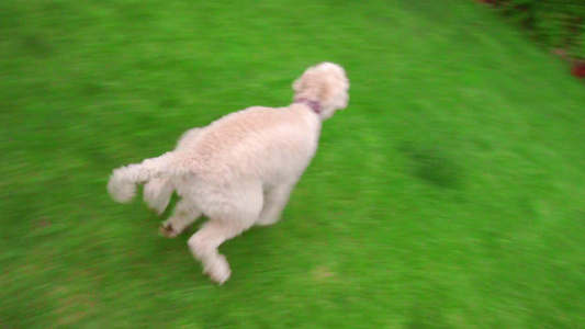 白狗在花园后院的绿草上跑视频