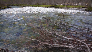 枯木树枝冰川的溪流31秒视频