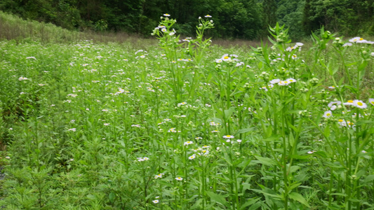 一年蓬花草花朵视频