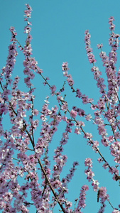 樱花节春暖花开视频