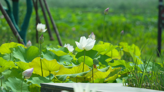 武汉武昌沙湖公园荷花特写风景视频