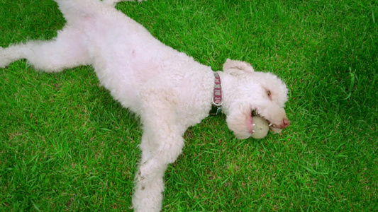 白狗躺在绿草上嘴里拿着球白狗在休息视频