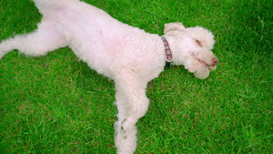 白狗躺在绿草地上狗躺在绿草地上11秒视频
