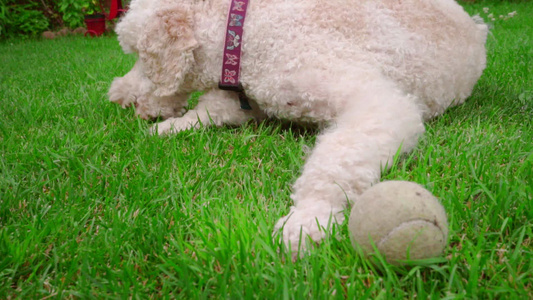 白色狗吃草关闭躺在绿坪上的白狗视频