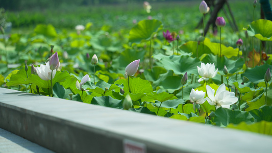 武汉武昌沙湖公园荷花特写风景视频