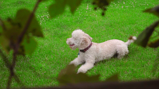 摄影机监视躺在草地上的白狗[汪汪叫]视频