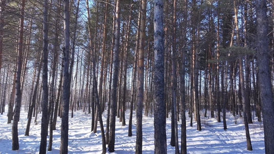 樟子松树林在夕阳照耀下白雪林中小路视频