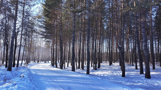 樟子松树林在夕阳照耀下白雪林中小路视频