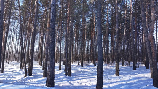 樟子松树林在夕阳照耀下白雪林中小路视频