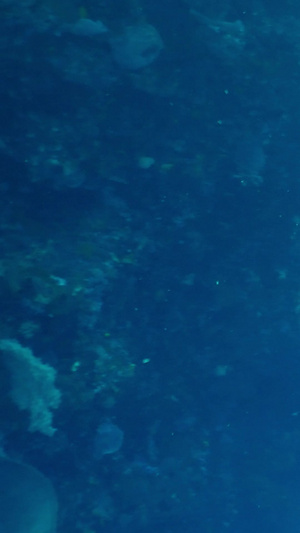 海底实拍潜水员潜水水环境13秒视频