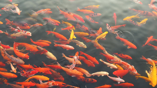 景区鱼池中饲养的高端观赏鱼红色锦鲤4k素材视频