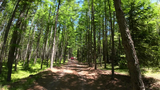 开车行驶在森林中第一视角视频
