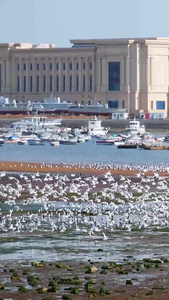 青岛海边海鸥群聚集可爱的海鸥视频