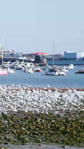 青岛海边海鸥群聚集可爱的海鸥视频