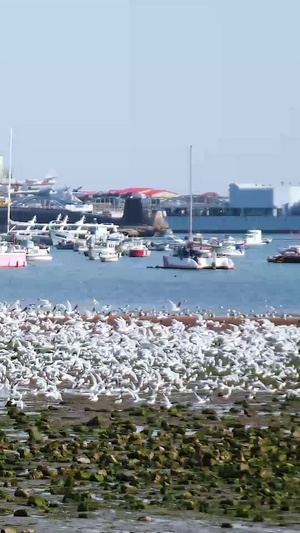 青岛海边海鸥群聚集可爱的海鸥33秒视频