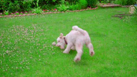 狗主人扔球在草地上抓球狗打网视频