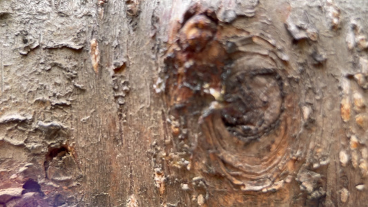 树皮粗糙树木千年古树古老树木视频