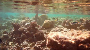 硬珊瑚和软珊瑚以及热带鱼类6秒视频