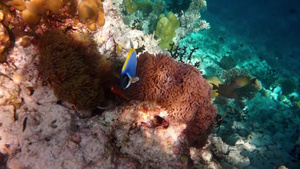 珊瑚礁各种硬珊瑚热带鱼类6秒视频