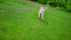 狗在绿草上玩球狗在嘴里玩球23秒视频