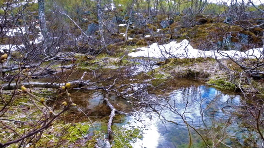 满地树枝的冰川的溪流视频