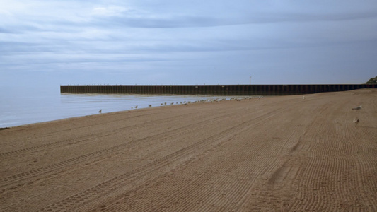 有海鸥和码头的海滩海滩背景海滩上的海鸥[江鸥]视频