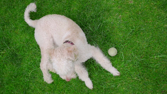 躺在绿草地上的狗白在草地上放松时稳的摄像头视频
