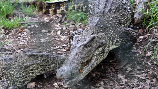 野生动物鳄鱼视频