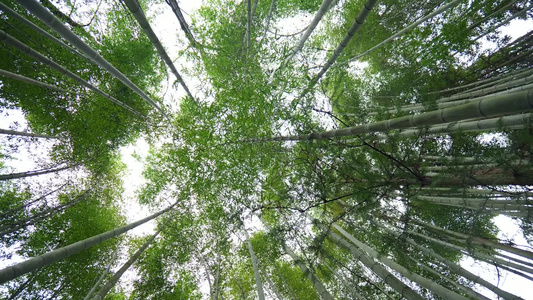 美丽的竹海竹林竹子视频