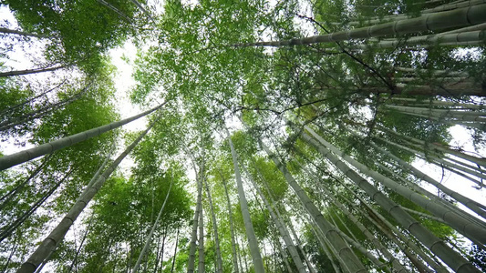 美丽的竹海竹林竹子视频