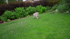 狗跑在花园后院的绿草地上17秒视频