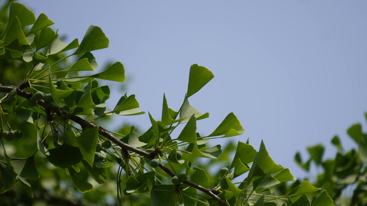 树叶银杏树绿色植物视频