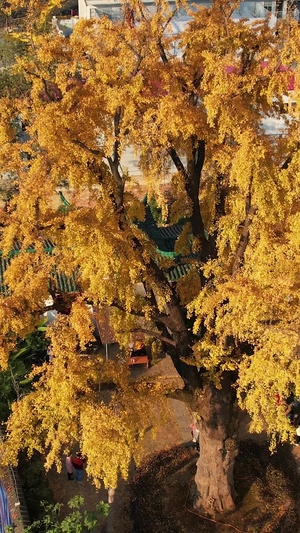 航拍500年金黄色古银杏树旅游地标素材汉阳树56秒视频