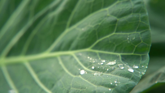  慢镜头特写雨中的菜地农田生长的蔬菜视频