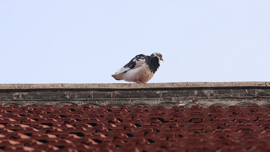 农村房上 落在屋顶上的鸽子视频