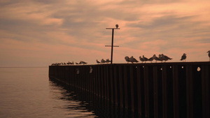 坐在码头上的海鸥日落时有海鸥的码头海鸥码头18秒视频