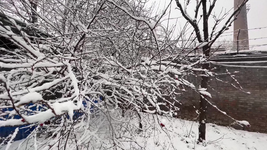 树枝上的积雪雪松落雪视频