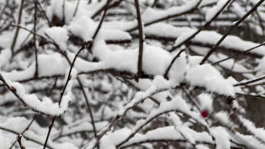 树枝上的积雪雪松落雪视频