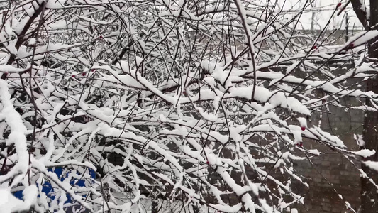 树枝上的积雪雪松落雪视频