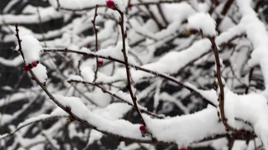 树枝上的积雪雪松落雪视频