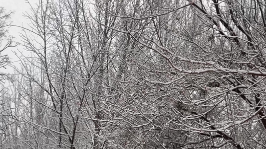 树枝上的积雪雪松落雪视频