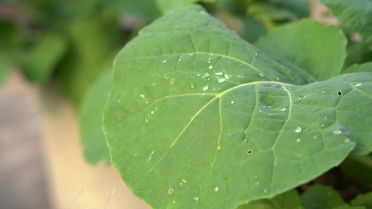  慢镜头特写雨中的菜地农田生长的蔬菜视频