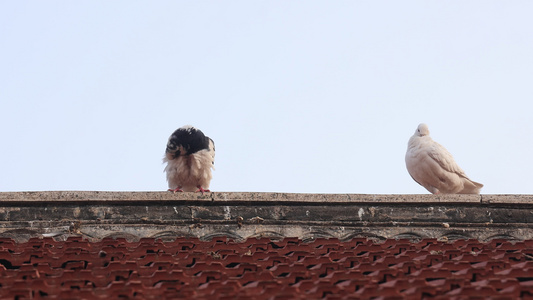 农村房上 落在屋顶上的鸽子视频