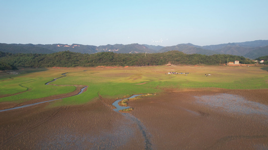 河滩放牧黑山羊群视频