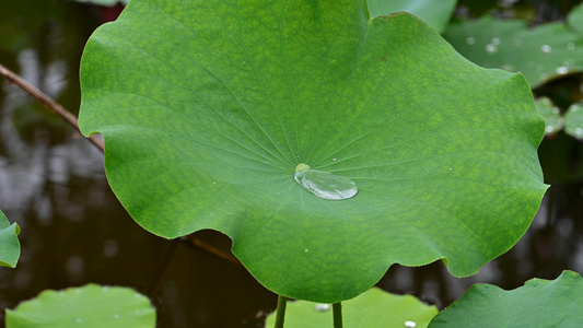 荷叶上的水珠视频