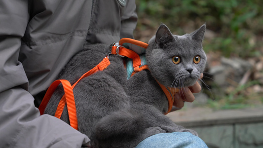 4K阳光下主人怀抱中的可爱蓝猫视频