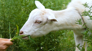 实拍吃草的奶羊34秒视频