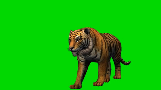 老虎多角度绿幕素材视频